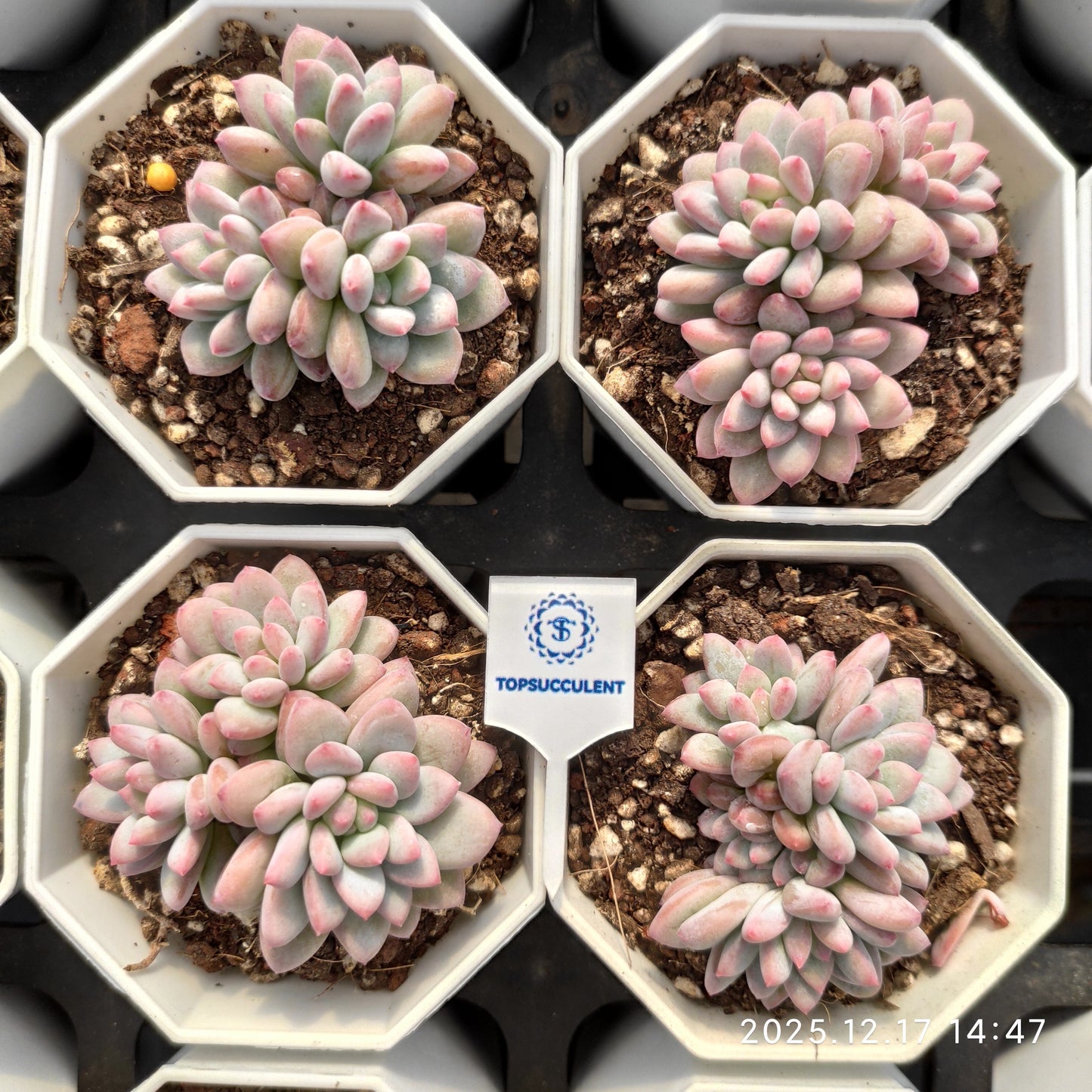 23784 Echeveria Ice Cream Hyb (7cm pot size)