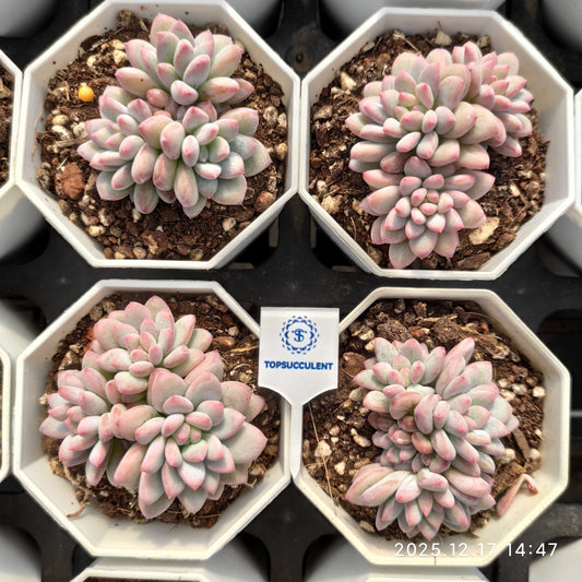 23784 Echeveria Ice Cream Hyb (7cm pot size)