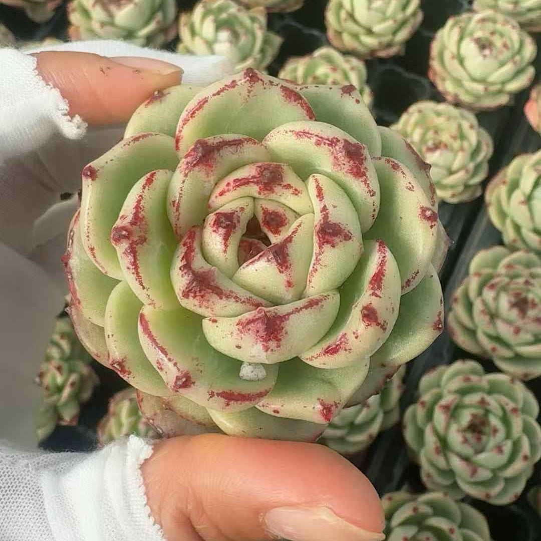 25253 Echeveria Crimson Marble (3cm pot size)