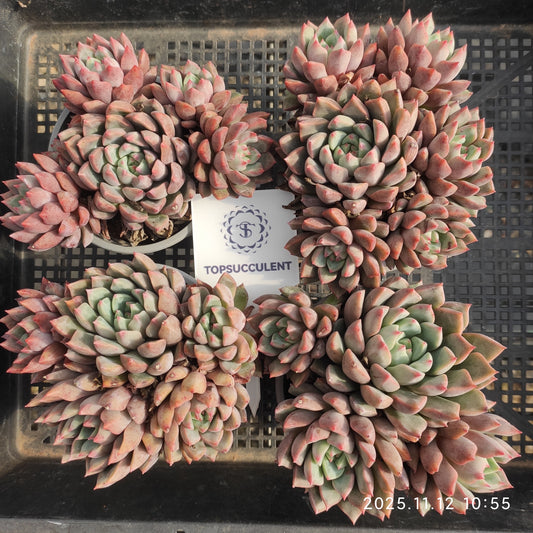 22504 Echeveria Blood Swallow (9cm pot size)
