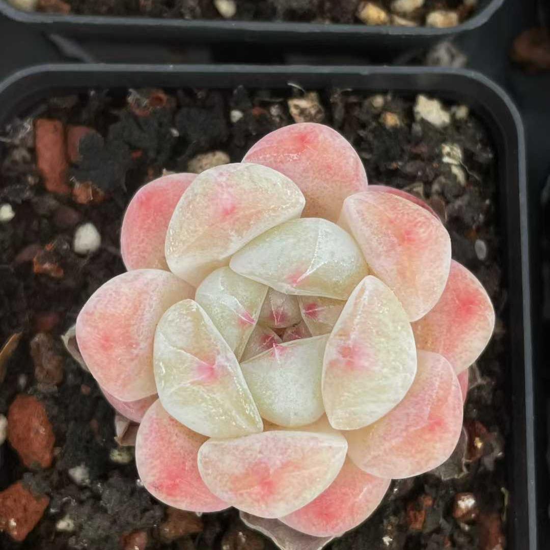 25196 Echeveria Glacier Blush (5.5cm pot size)