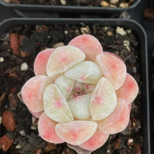 25196 Echeveria Glacier Blush (5.5cm pot size)