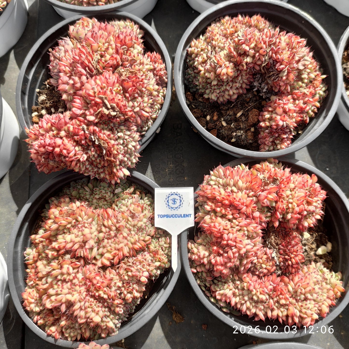 25630 Echeveria White Minima Cristata (9cm pot size)