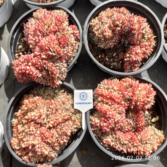 25630 Echeveria White Minima Cristata (9cm pot size)