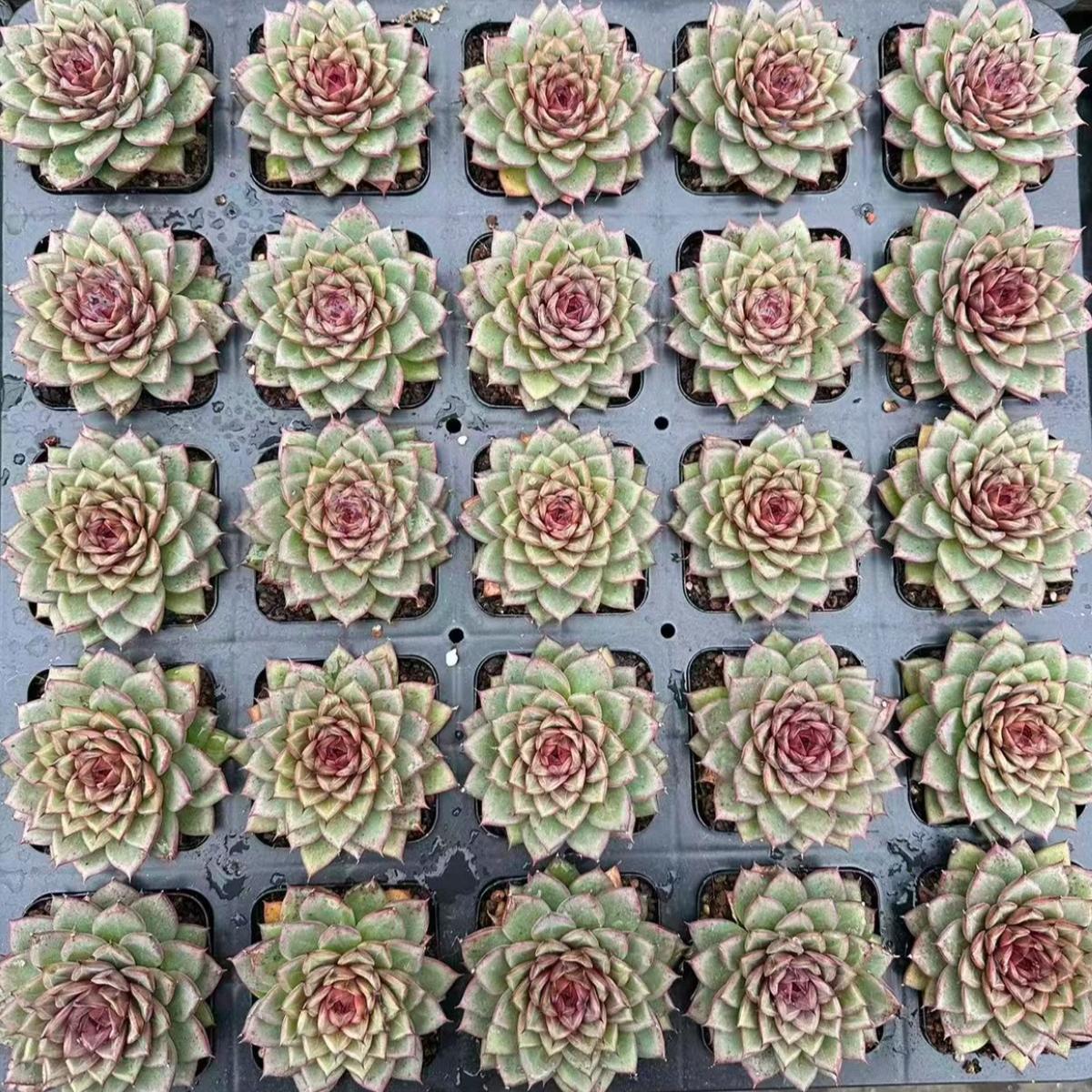 22638 Echeveria Lux (7cm pot size)