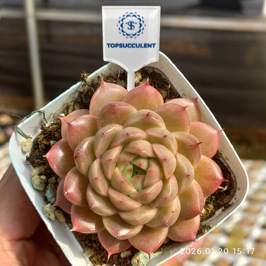 24902 Echeveria Apexia (7cm pot size)