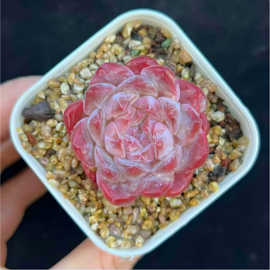 24811 Echeveria Crystal Lake (7cm pot size)