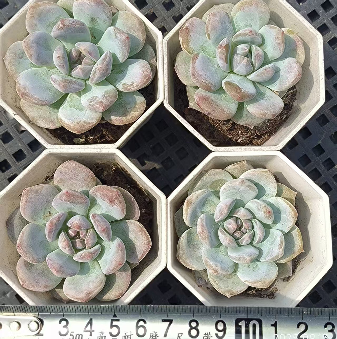 GR364 Echeveria Orange Monroe(6.5cm pot size)