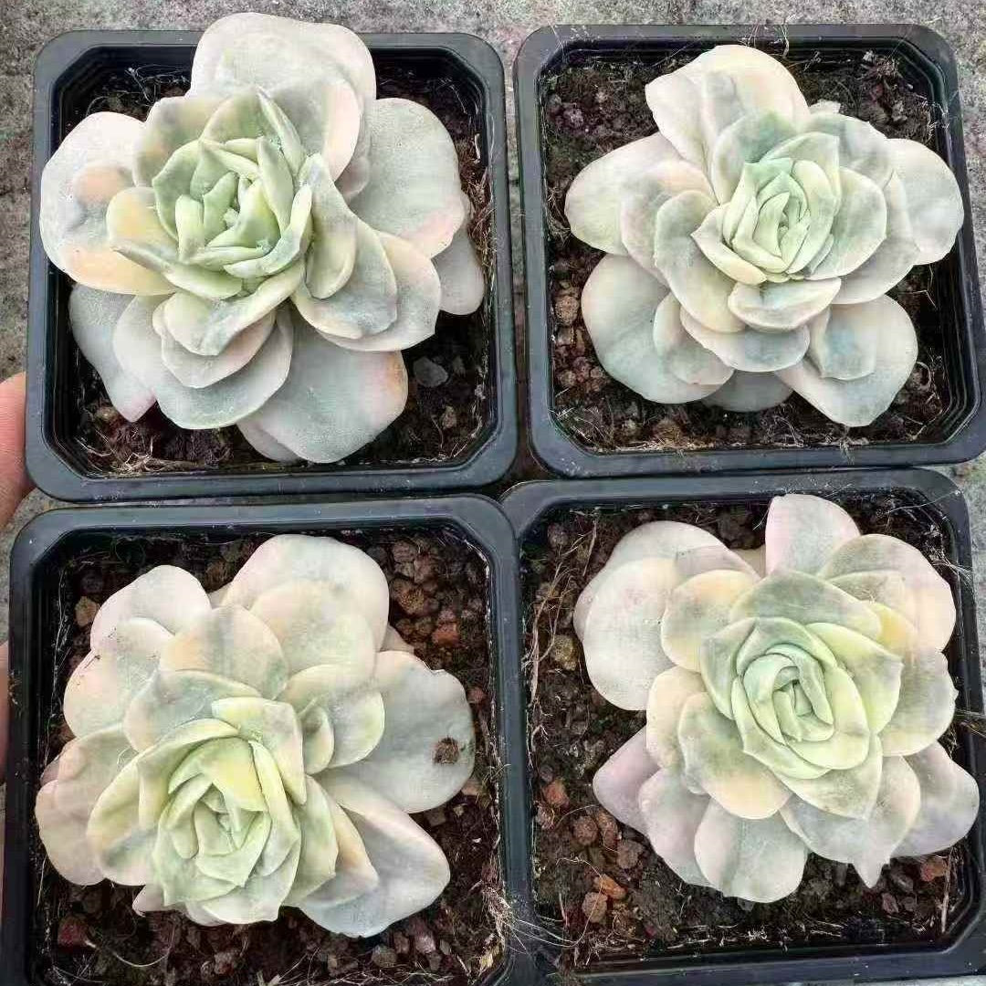 25172 Echeveria Lovely Rose Variegated (9cm pot size)