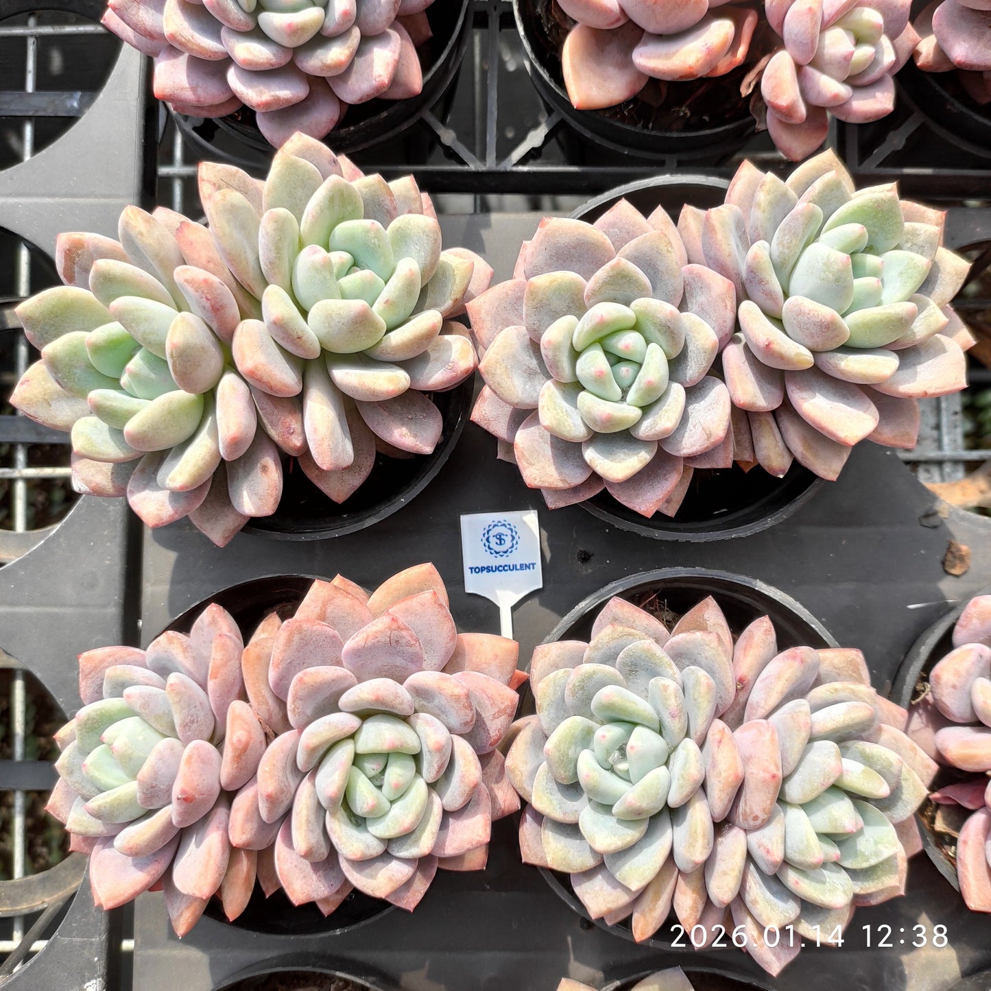 22437 Echeveria OP Ice Green (9cm pot size)