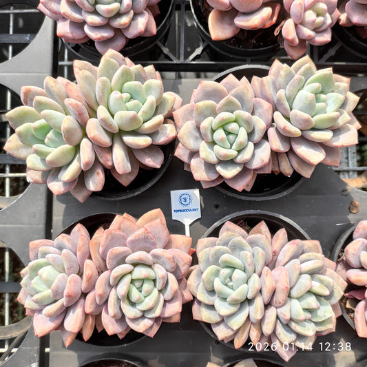 22437 Echeveria OP Ice Green (9cm pot size)