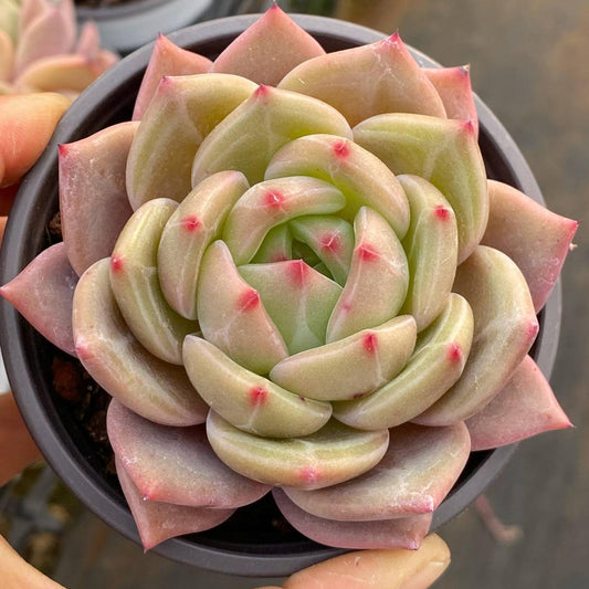 25750 Echeveria Orange Monroe Q (9cm pot size)