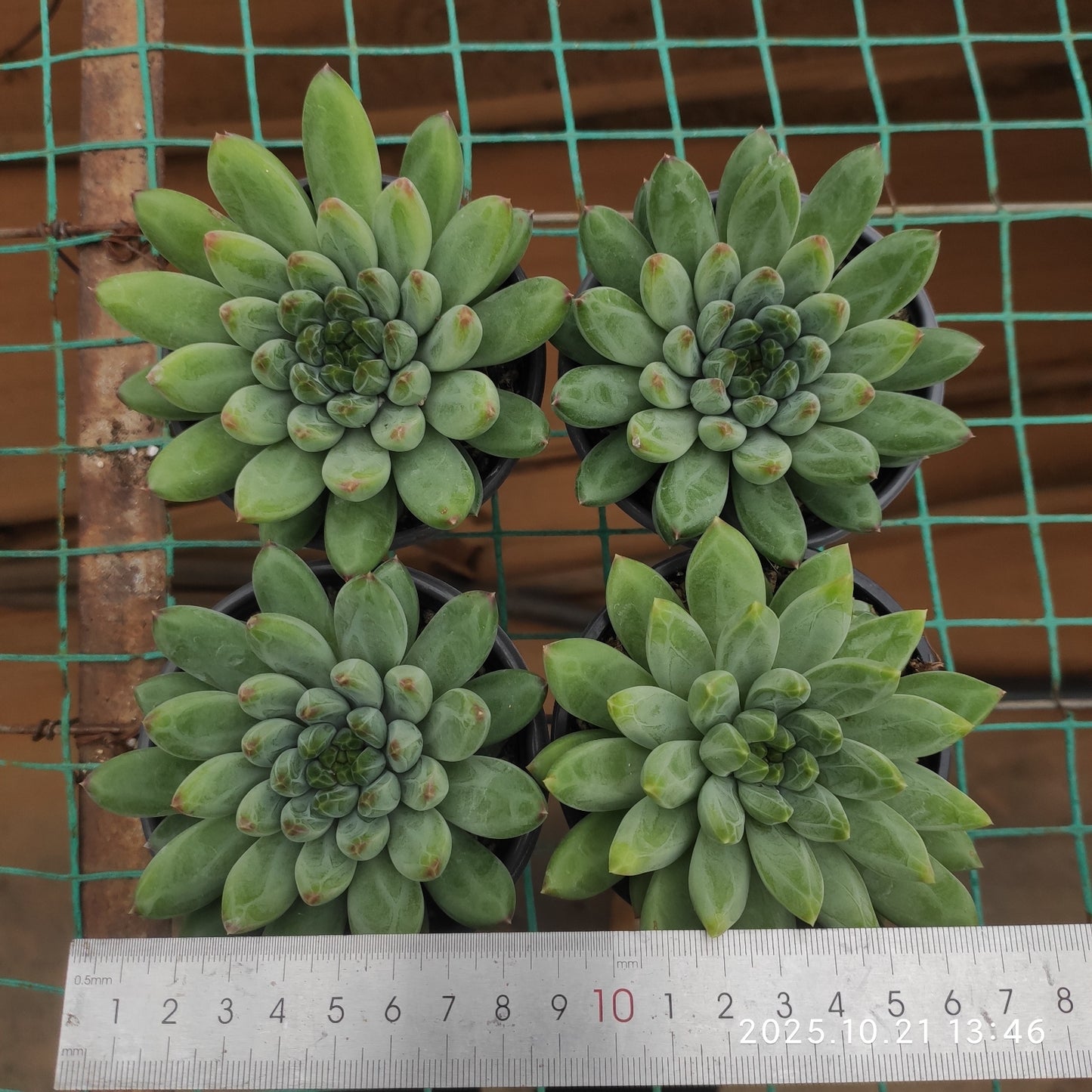 21908 Echeveria Blue and White (9cm pot size)