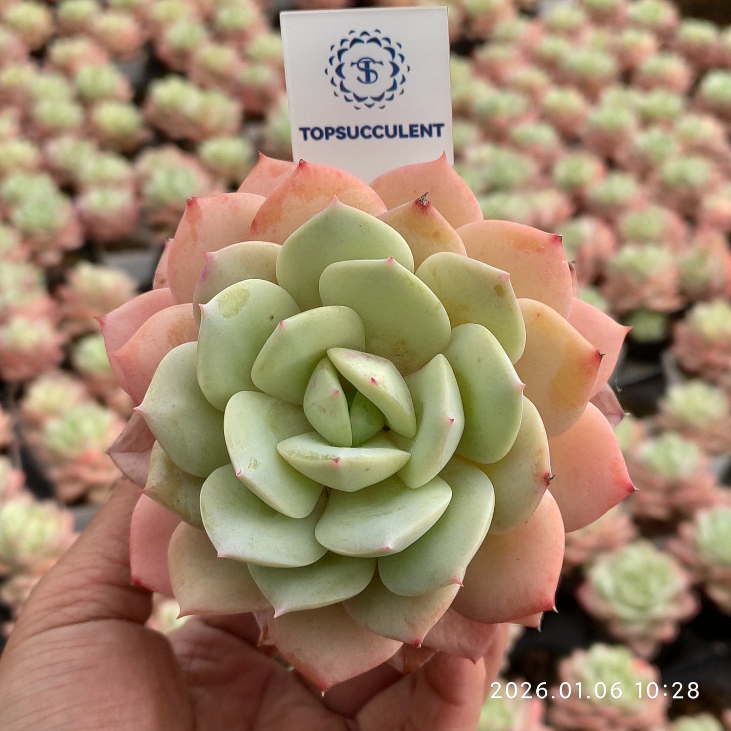 22258 Echeveria Love Tune (7cm pot size)