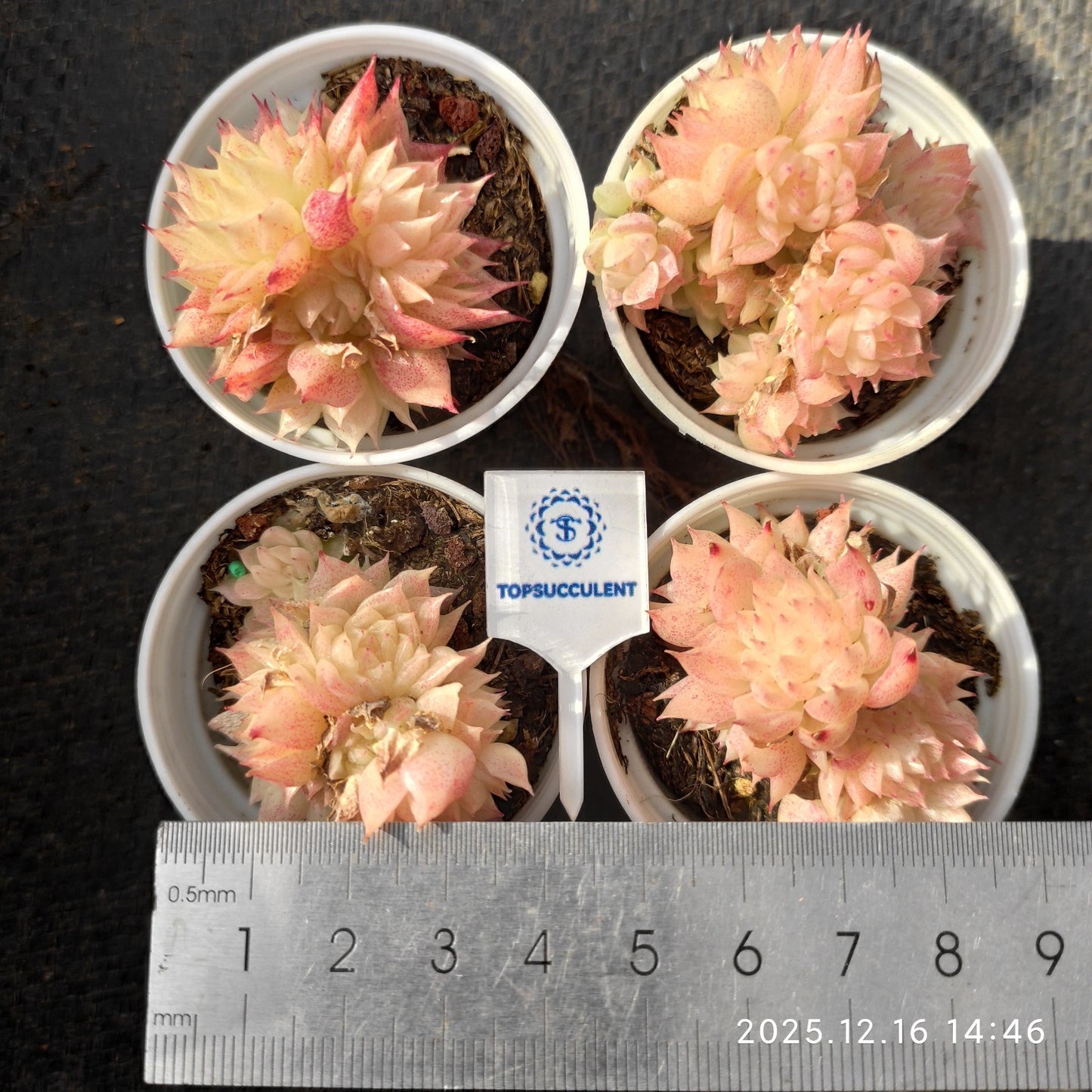 21284 Echeveria Butterfly Malgan Hyb (5.5cm pot size)