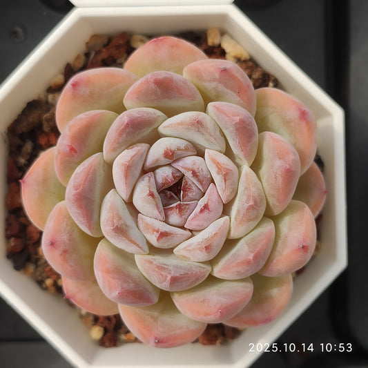 WWA304 Echeveria Orange Monroe  Hyb(7cm pot size)
