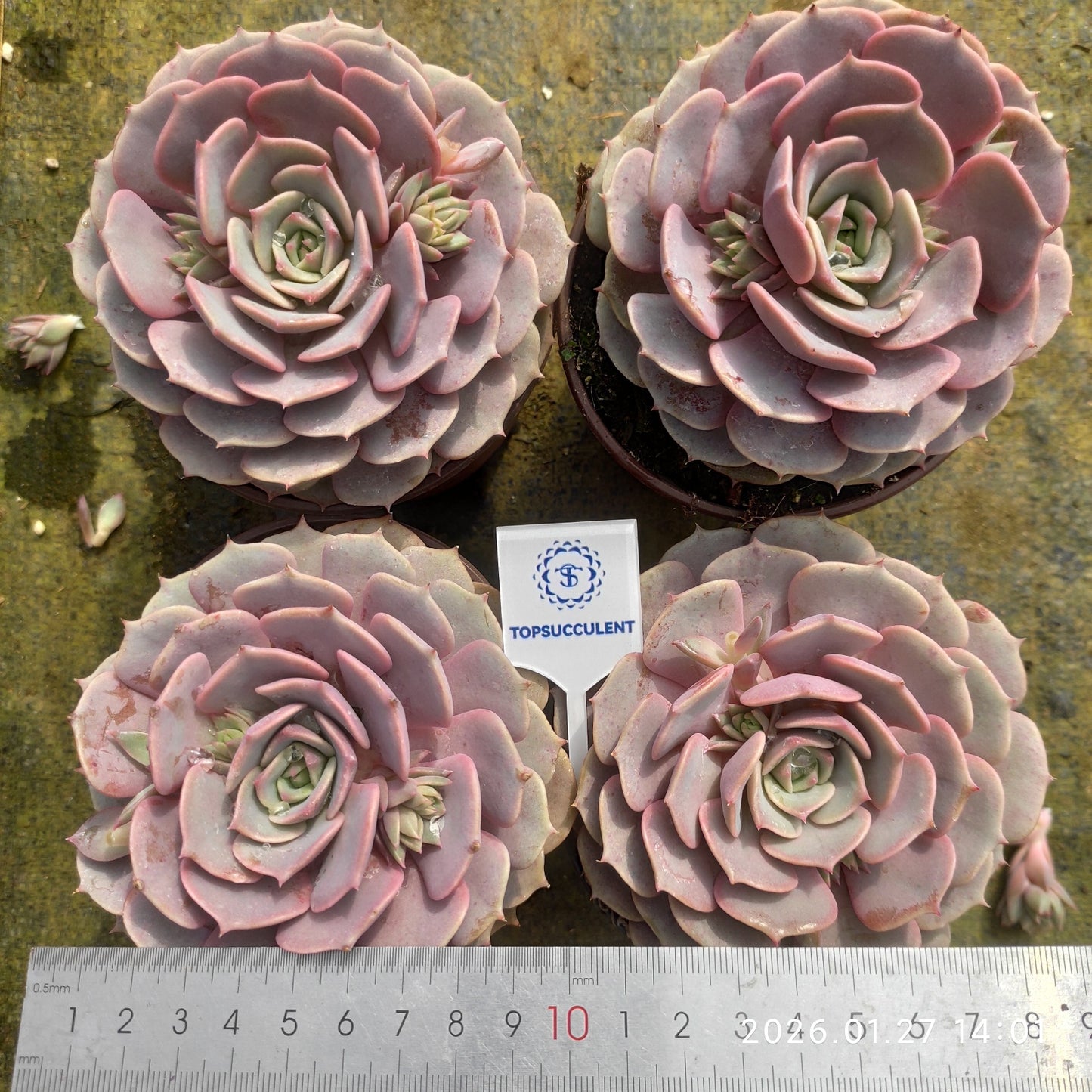 18834 Echeveria Pink Butterfly (11cm pot size)