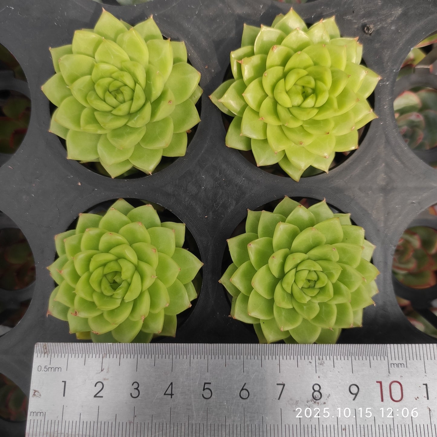 ZZA351 Echeveria Queen Hyb(5.5cm pot size)