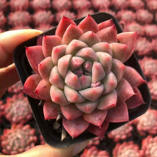 24574 Echeveria Bingsan (7cm pot size)