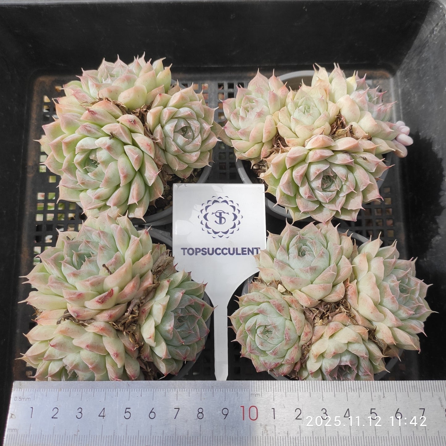 22509 Echeveria Pandora (9cm pot size)