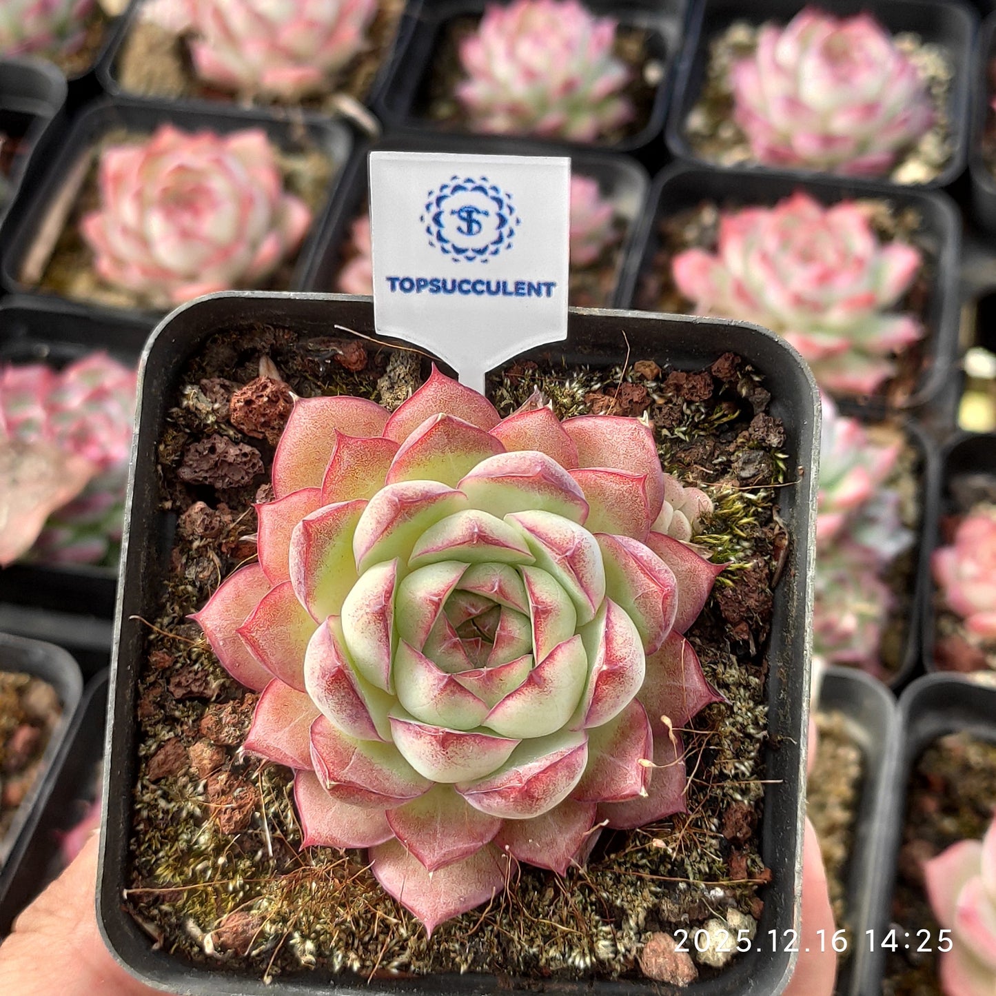 23538 Echeveria Malgan Queen Hyb (7cm pot size)