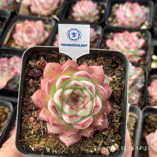 23538 Echeveria Malgan Queen Hyb (7cm pot size)