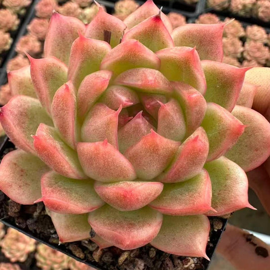 23013 Echeveria Wada Jenny (6cm pot size)
