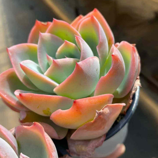 T3914 Echeveria Neon Light (9cm pot size)