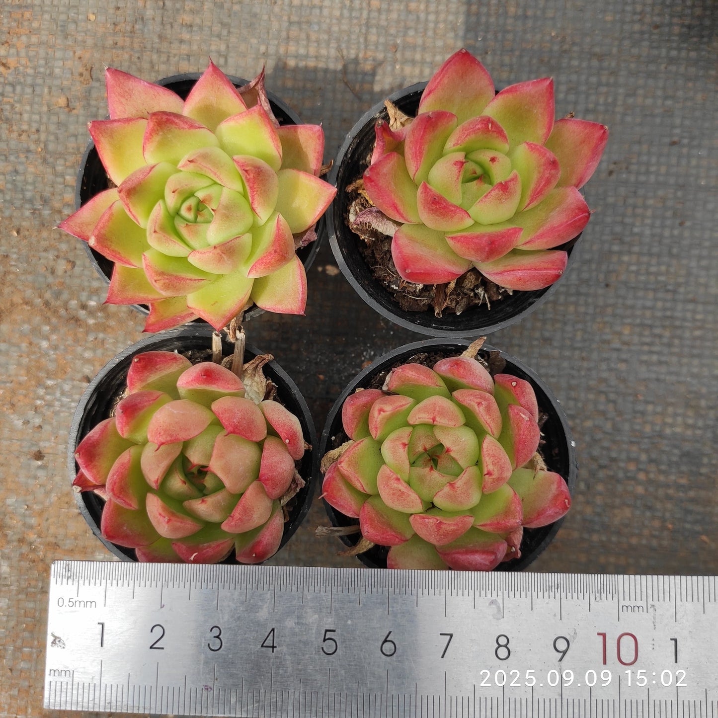 MMT790 Echeveria Dream Queen(5.5cm pot size)