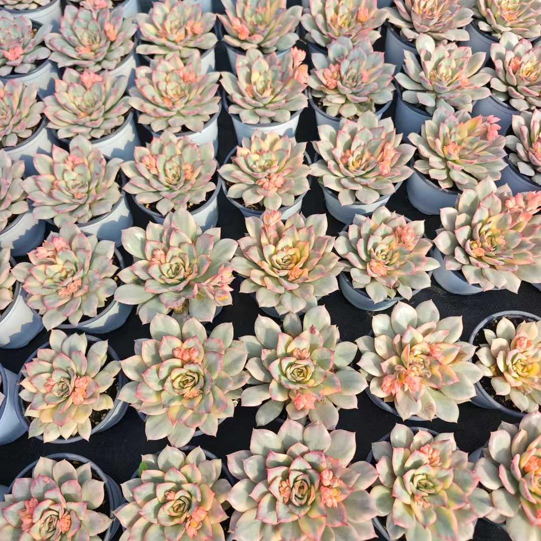 25013 Echeveria Esther Variegated (12cm pot size)