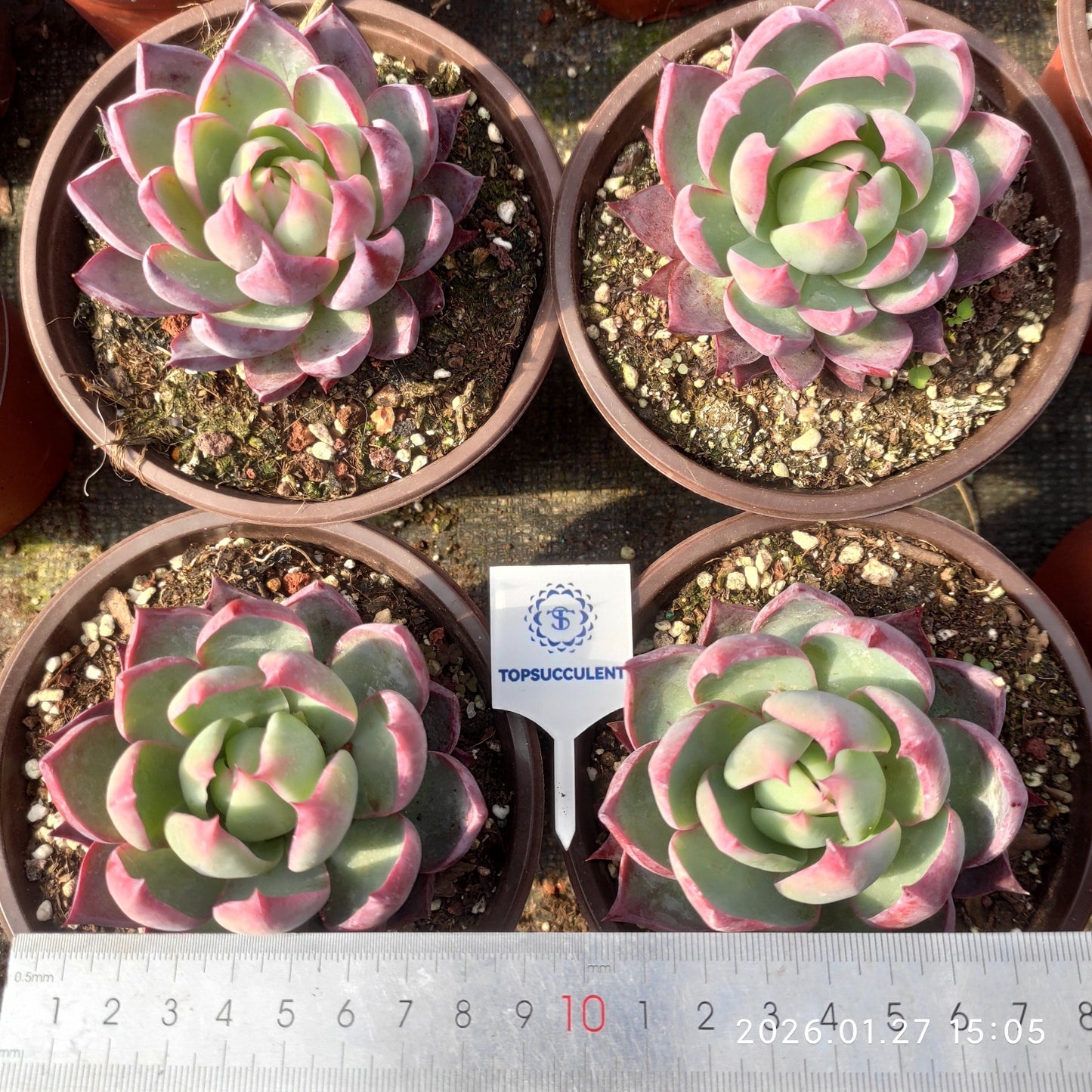 21959 Echeveria Casio (12cm pot size)