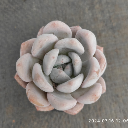 MMT388 Echeveria SangA