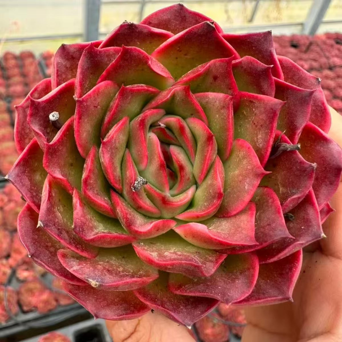 QNY166 Echeveria Crimson Rose(7cm pot size)