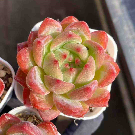 21899 Echeveria Baguio (5.5cm pot size)