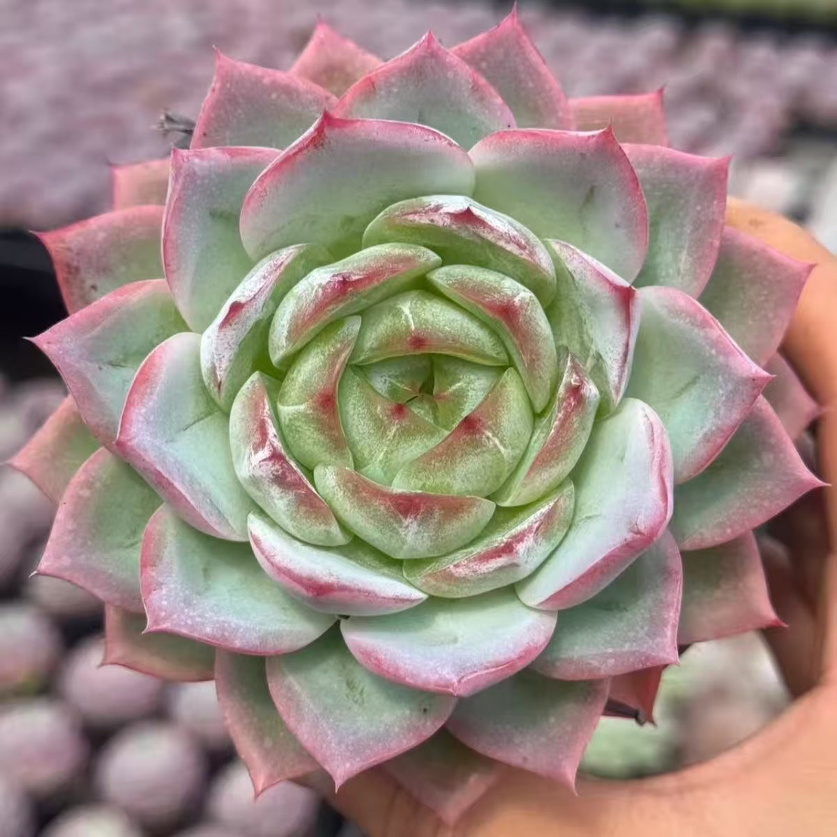 QNY192 Echeveria Ink Ice(10cm pot size)