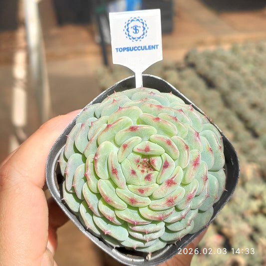 25676 Echeveria White Fat (6.5cm pot size)