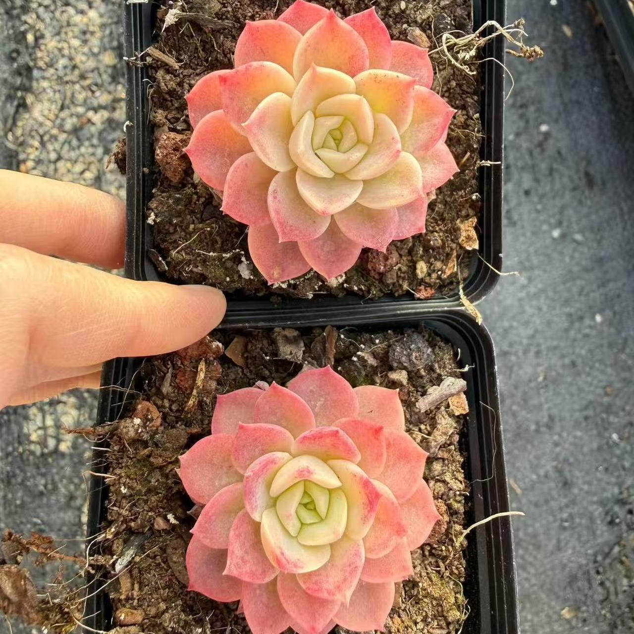 24993 Echeveria Melon (7cm pot size)