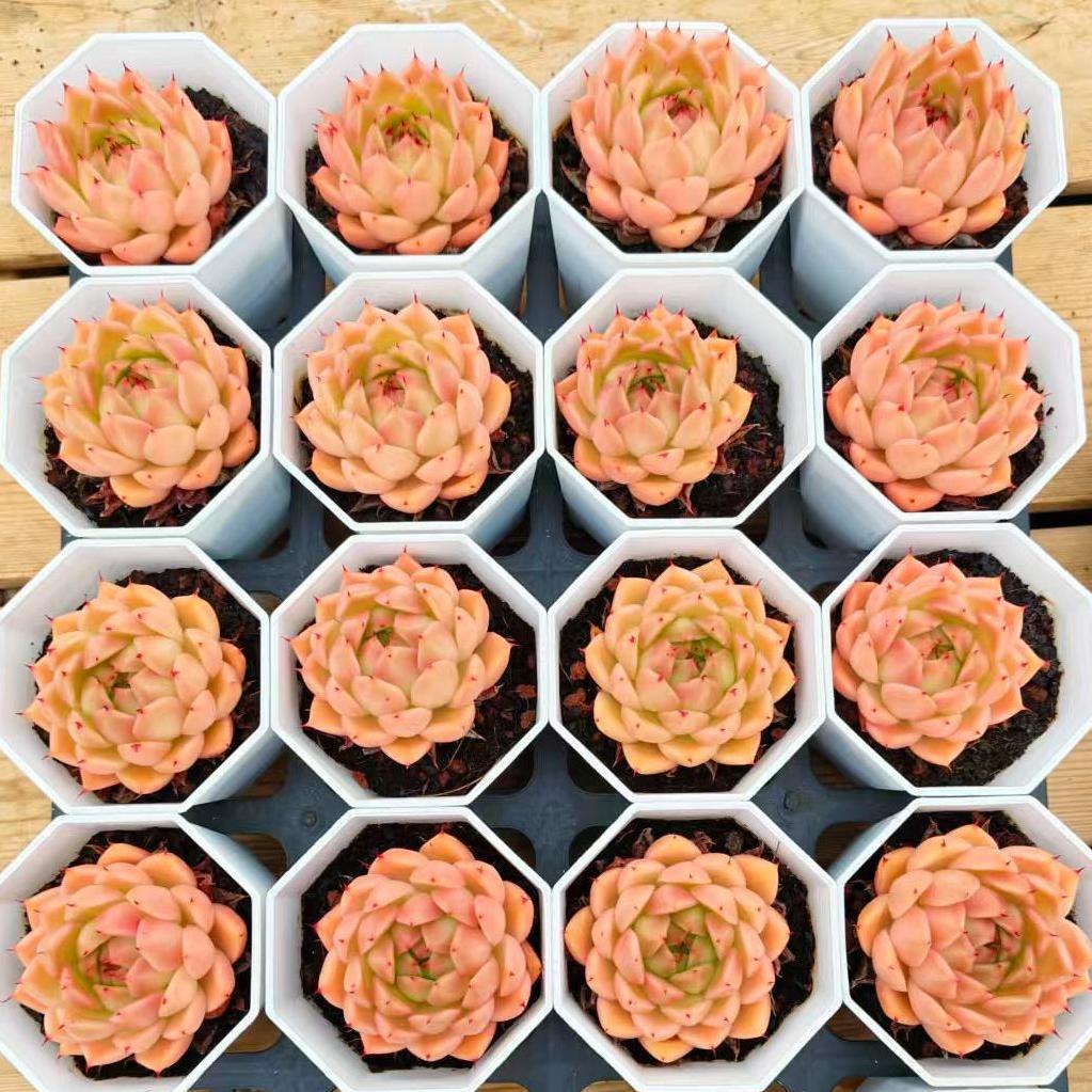 YBB289 Echeveria Green Pepper(7cm pot size)