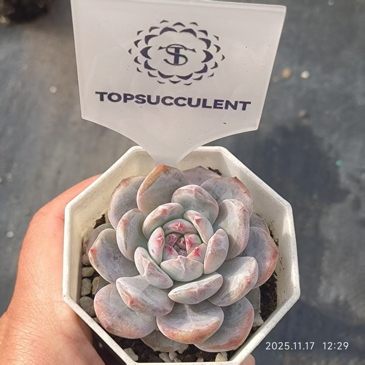 14407 Echeveria Orange Monroe (6.5cm pot size)