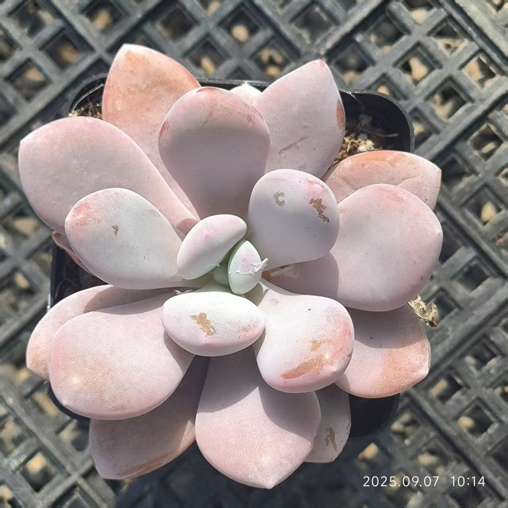 FFH280 Echeveria Pink Bunny(6.5cm pot size)