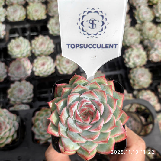 2626 Echeveria Queen of Peach (7cm pot size)