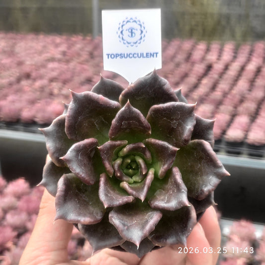 22466 Echeveria Black Madiba (9cm pot size)