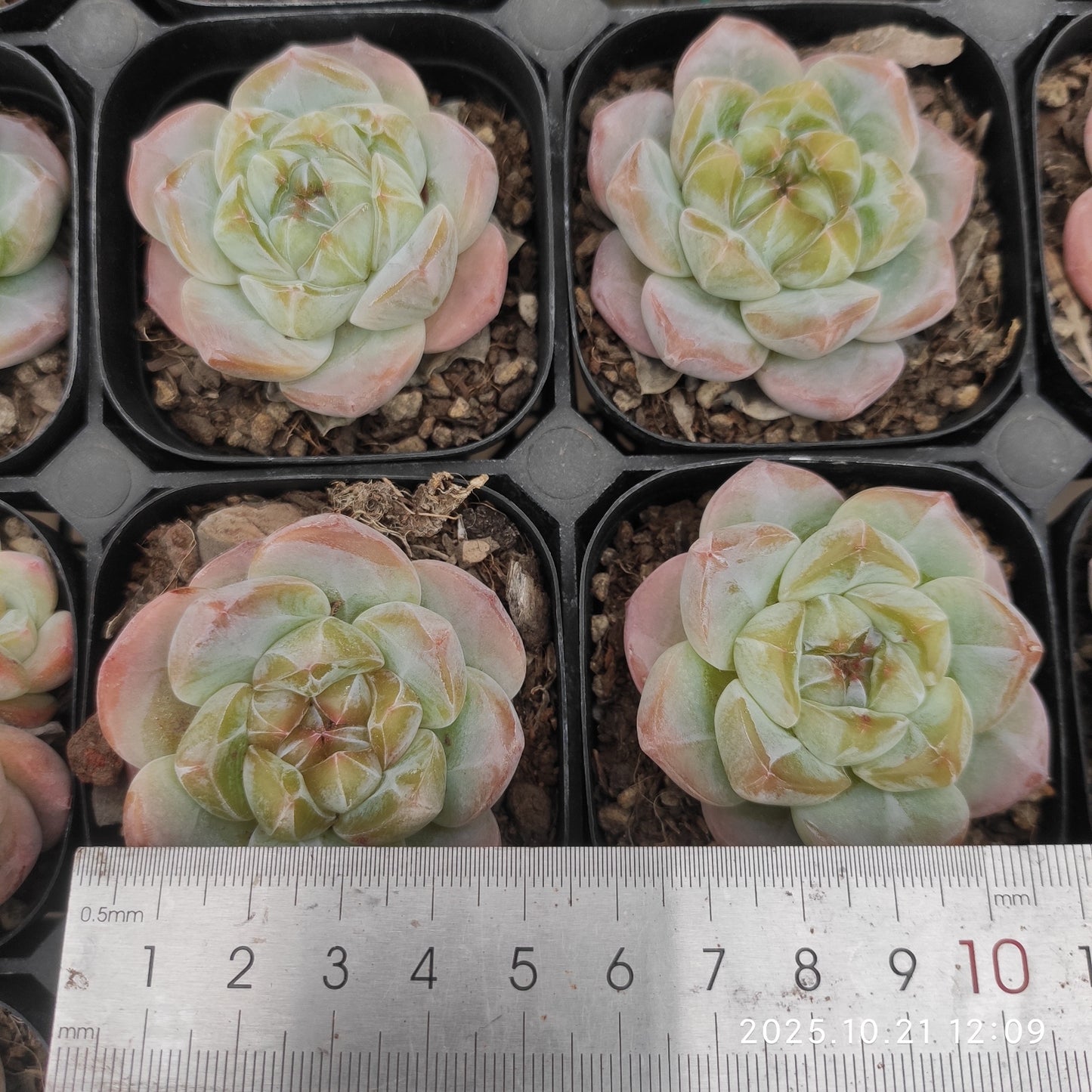 21872 Echeveria Thick Monroe Hyb (6.3cm pot size)