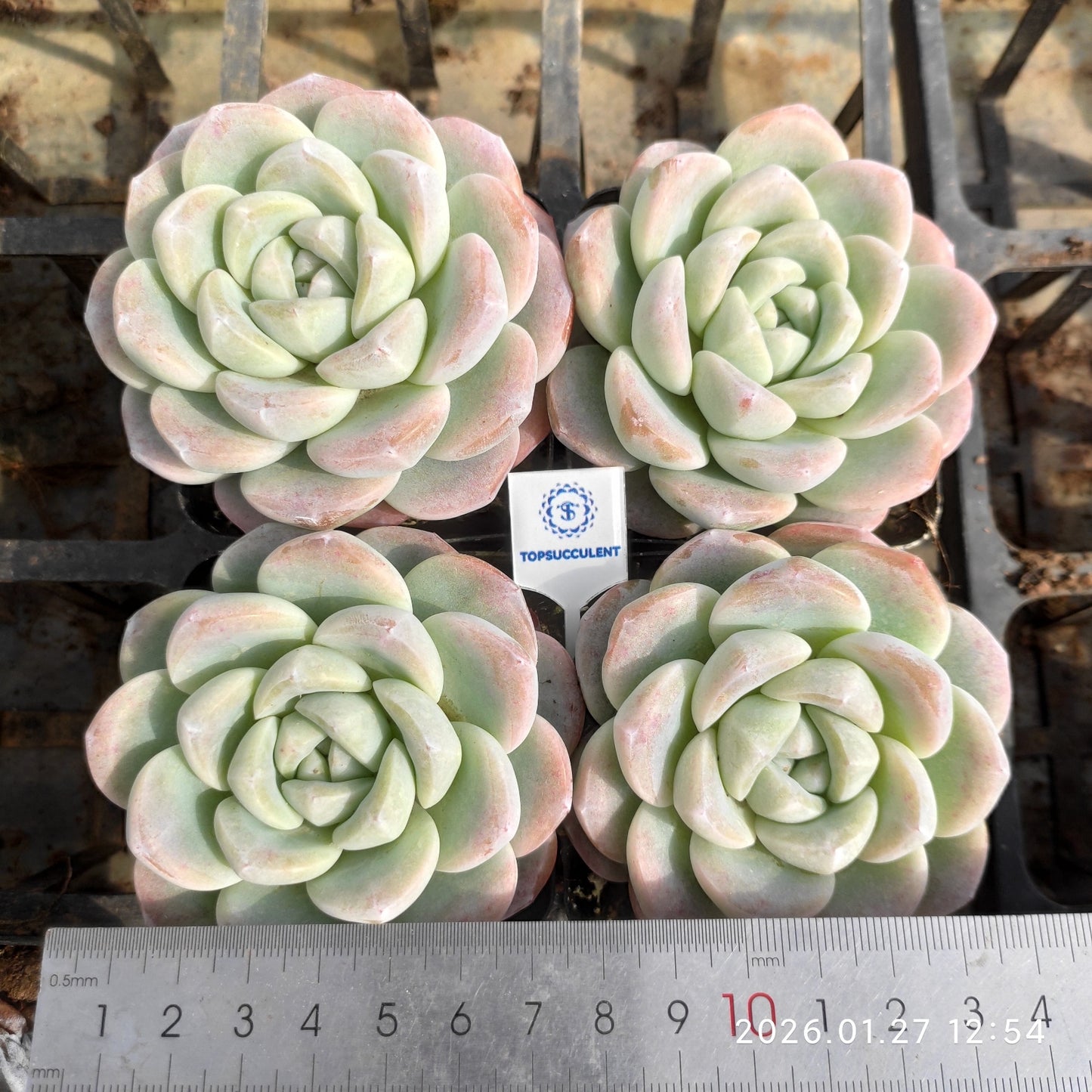 18817 Echeveria Ice Green (7cm pot size)