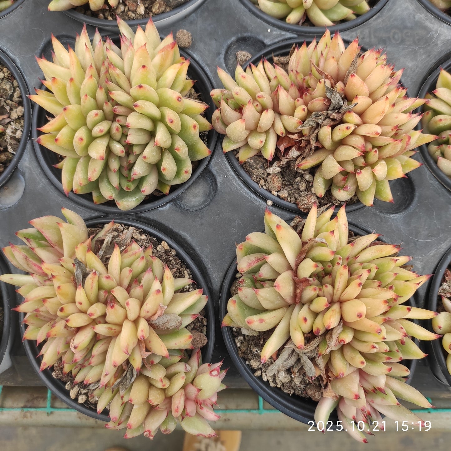 15994 Echeveria Ike Soul Variegated Cristata (9cm pot size)