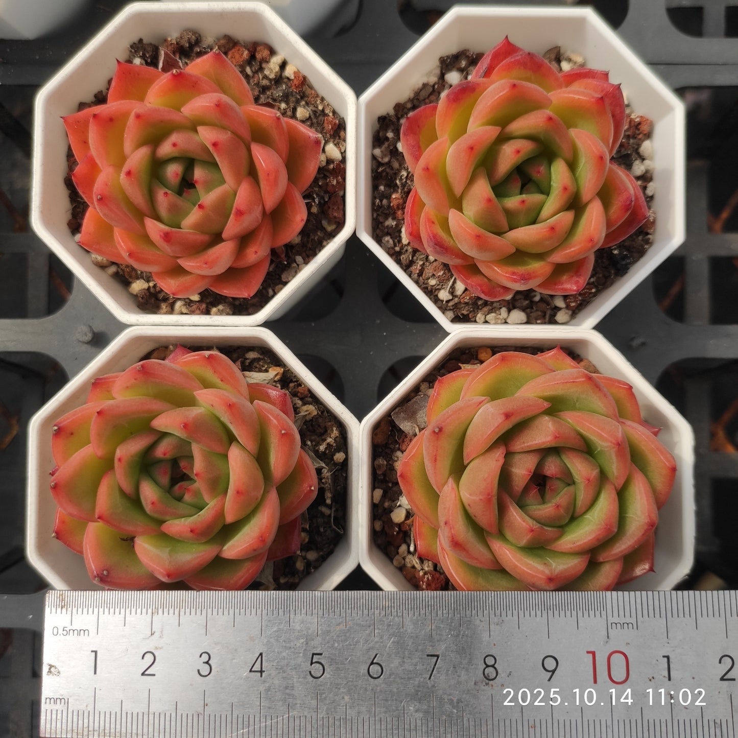 11703 Echeveria Purity (7cm pot size)