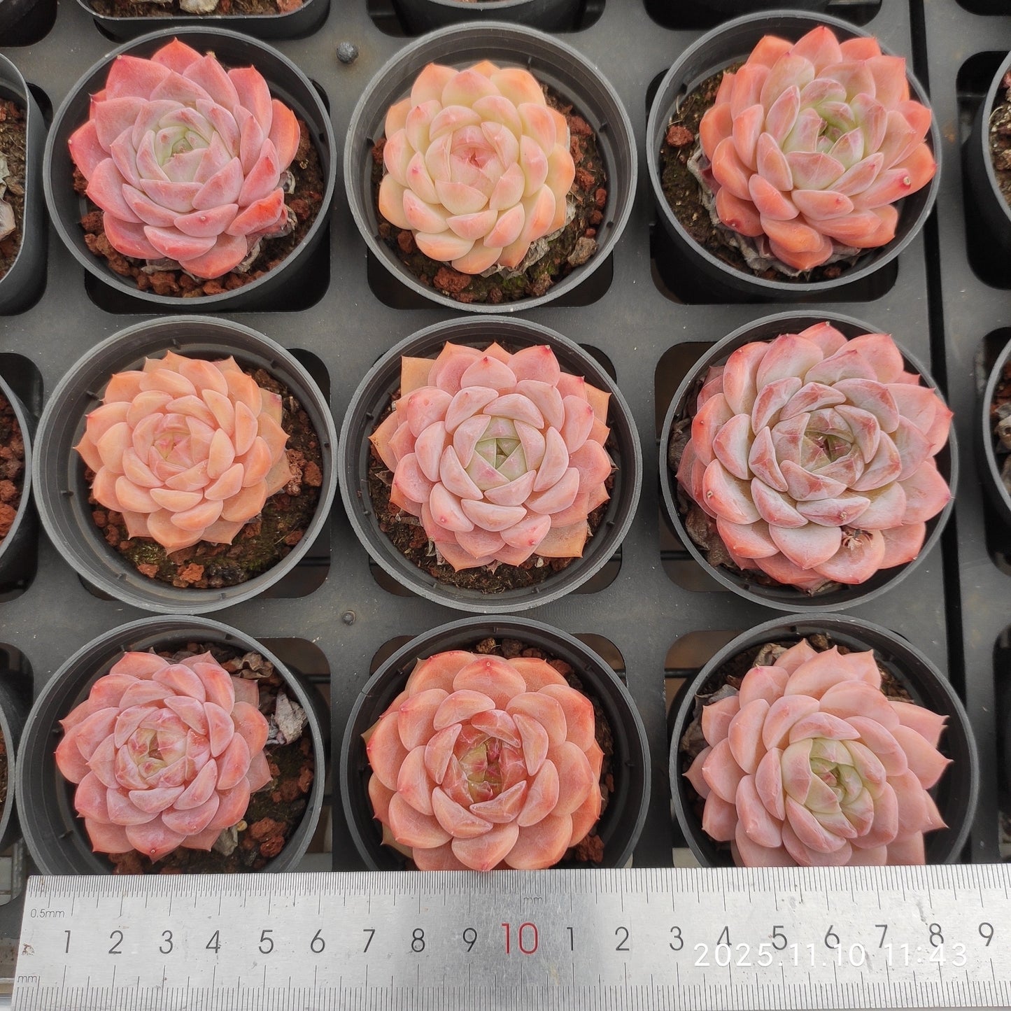 18358 Echeveria Red Velvet Hyb (6.5cm pot size)