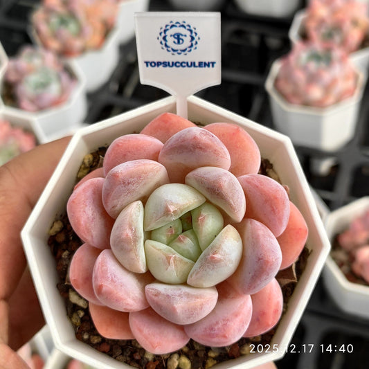 14238 Echeveria Ice Dream (7cm pot size)