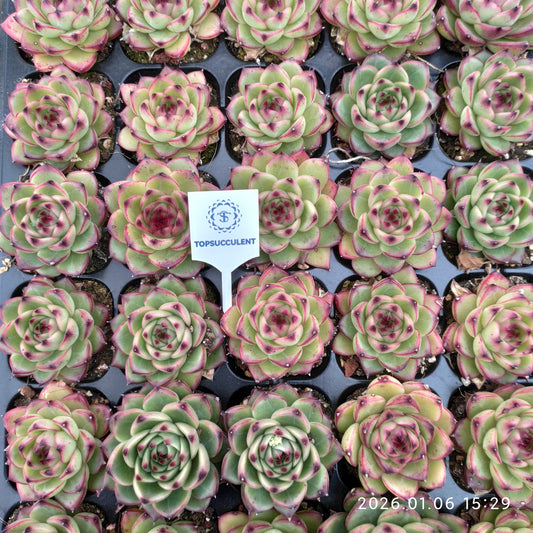 24402 Echeveria Moon Stone (5cm pot size)