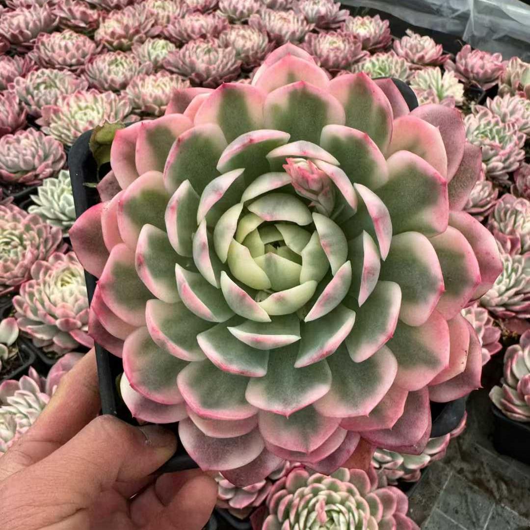 25776 Echeveria Aurora Blush Variegated (14cm pot size)